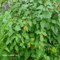 Lantana camara